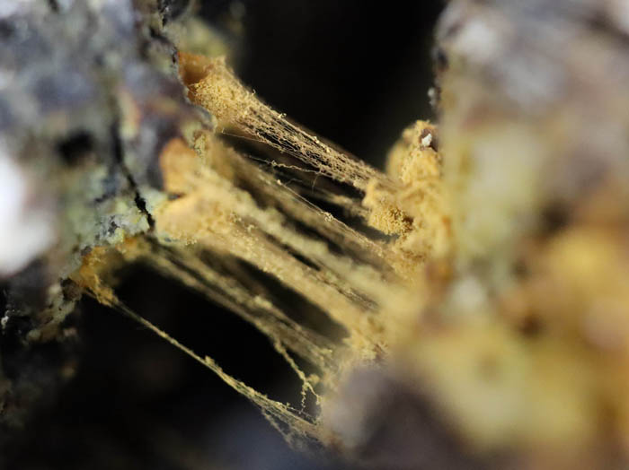 photo：変形菌キンチャケホコリ：和合城跡
