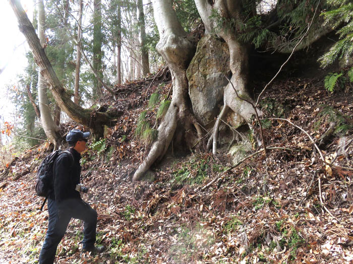 photo：根っこに石を抱いた木：頼朝山