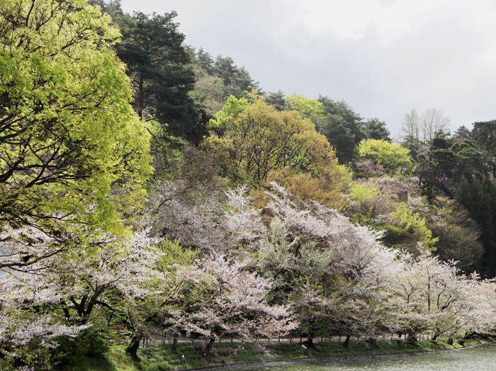 桜：臥竜公園の竜ヶ池に咲く桜と新緑