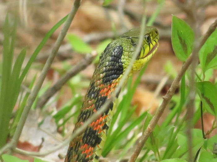 ヤマカガシ・地附山