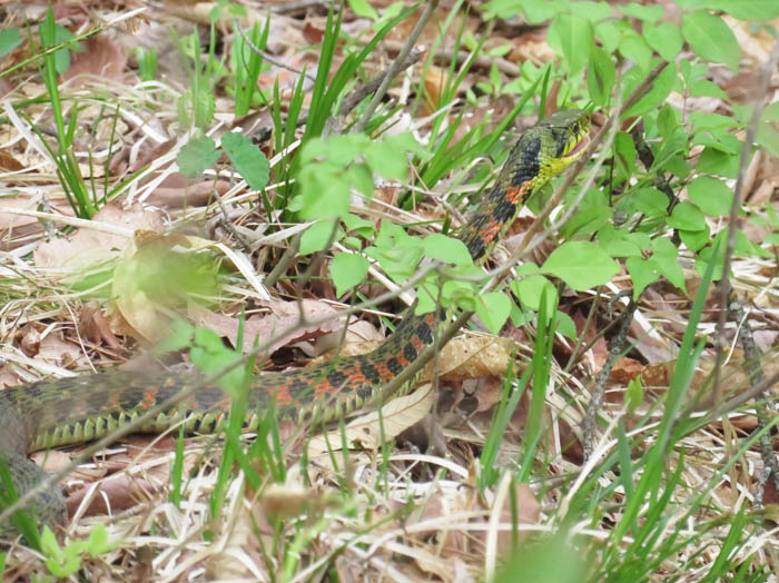 ヤマカガシ・地附山