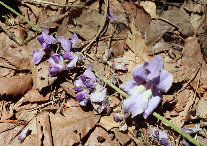 フジの花：地附山