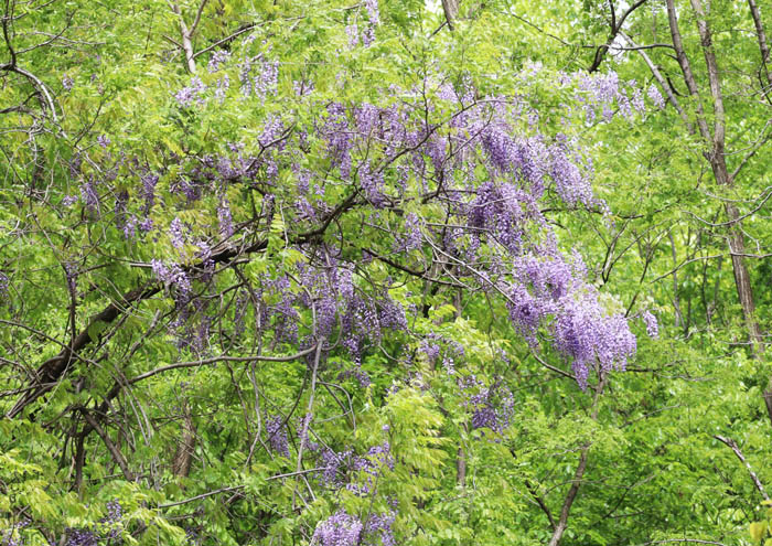 フジの花：地附山