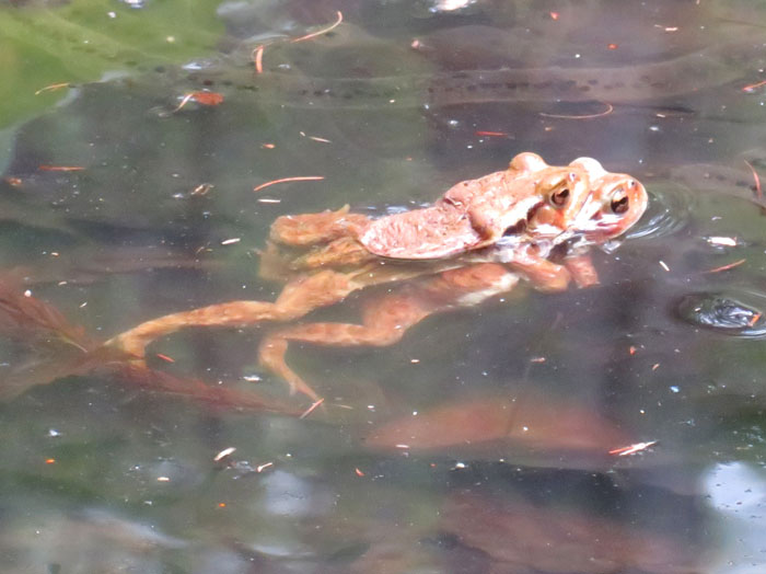 アズマヒキガエル