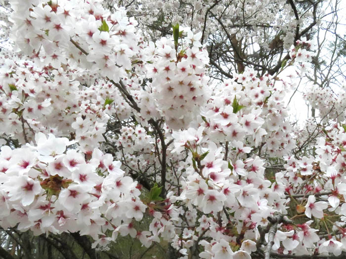 photo：大峰山山頂の桜は満開 