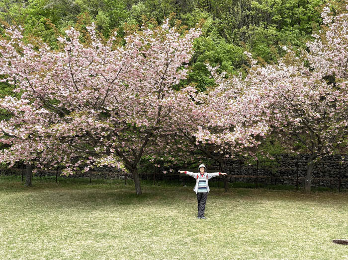 photo：八重桜が満開：地附山 