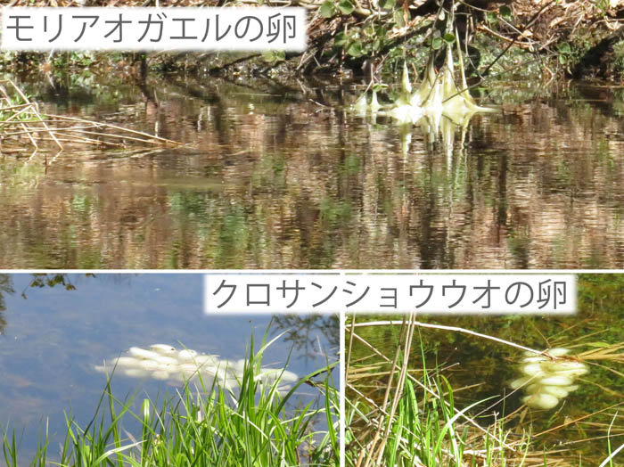 photo：袴池には白い卵塊が見える 