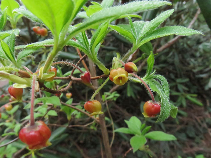 photo： コヨウラクツツジ：森林植物園