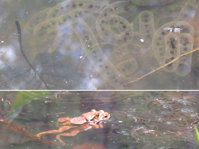 photo：アズマヒキガエルとその卵塊：戸隠森林植物園 