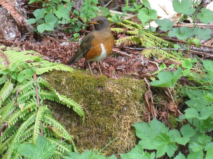 photo：アカハラ：戸隠森林植物園 