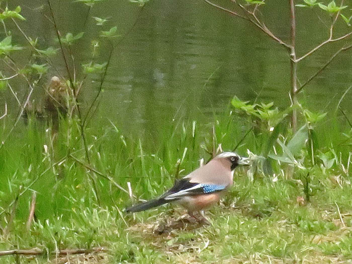 photo：何を咥えているのか、カケス：戸隠森林植物園 