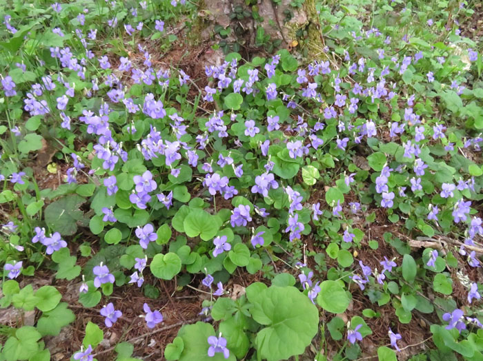 photo：群生するオオタチツボスミレ：戸隠森林植物園 