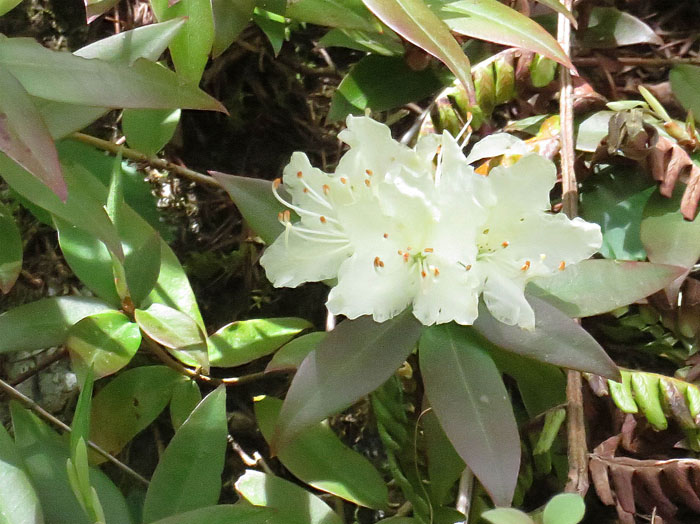 photo： ヒカゲツツジ：森林植物園