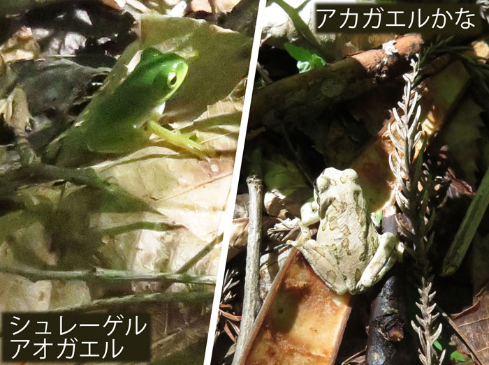 photo：シュレーゲルガエル,アカガエル？ 