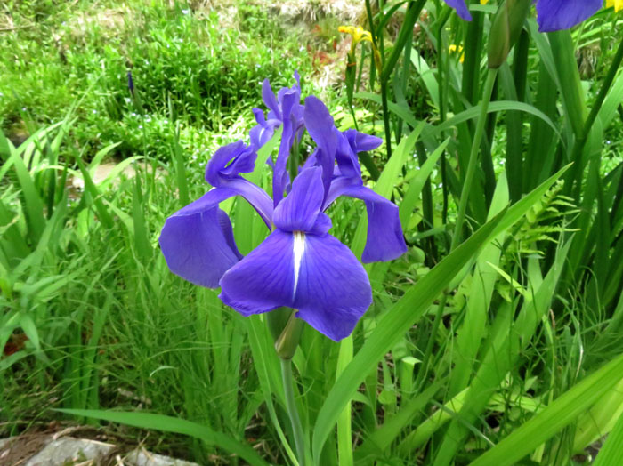 photo：カキツバタ