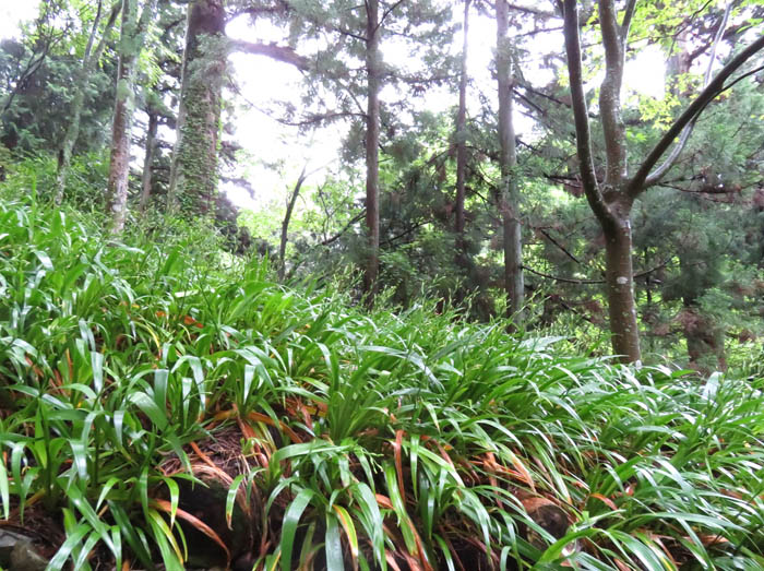 photo：シャガの大群落