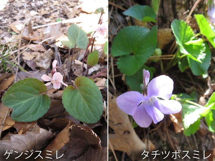 写真・春の花スミレ：尼厳山