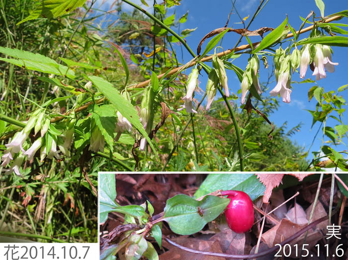 ツルリンドウの花と実：地附山