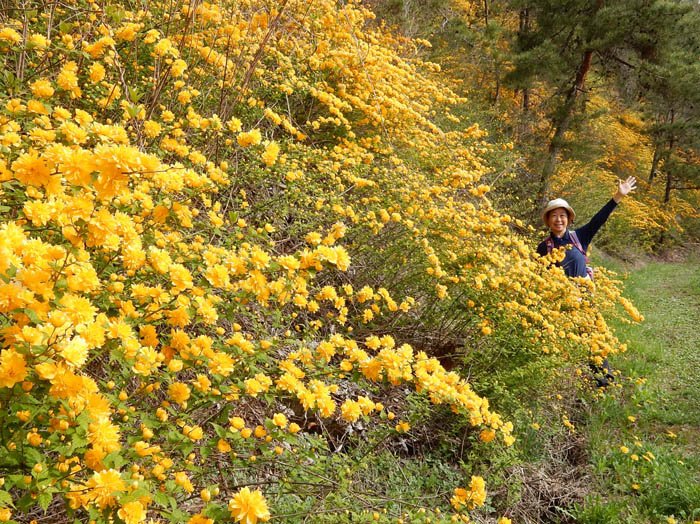 一面ヤマブキの花：地附山