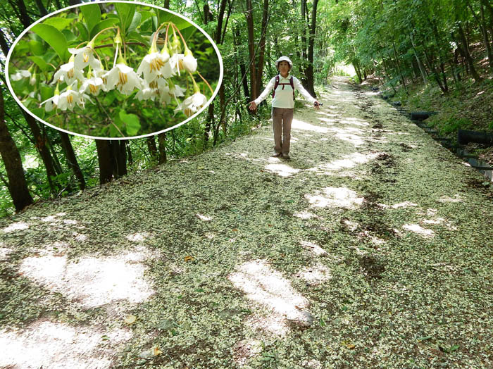 一面エゴの花が引き詰められた道：地附山