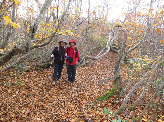 誰にも会わないブナの森：鍋倉山