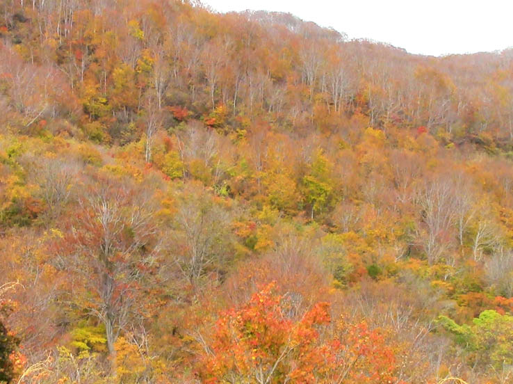 一面の紅葉：鍋倉山