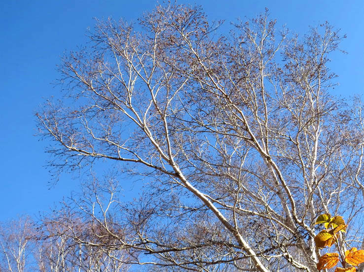 青空に映えるシラカバ：毛無山