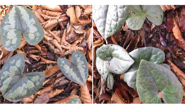 写真・２種類の葉のカンアオイ