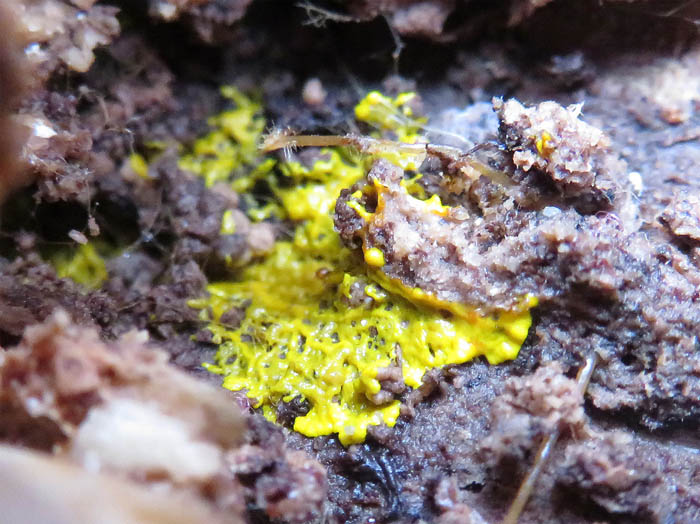 photo：粘菌変形中　キフシススホコリかな：地附山