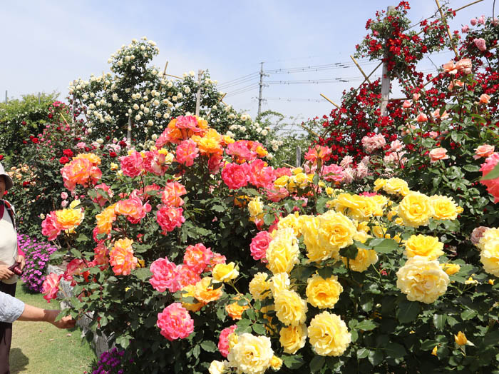 中野市一本木公園のバラ