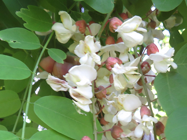 photo・満開のニセアカシアの花