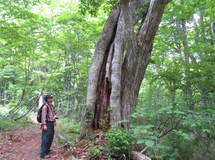 photo：巨木を見上げる