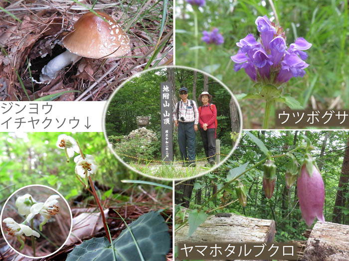 photo：ジンヨウイチヤクソウ,ウツボグサ,ヤマホタルブクロ：地附山 