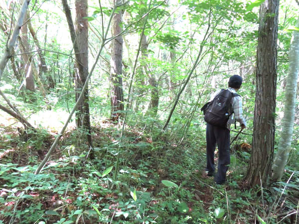 photo：枝を払いながら歩く：地附山 