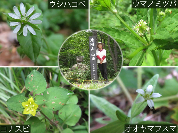 photo：ウシハコベ,ウマノミツバ,コナスビ,オオヤマフスマ：地附山 