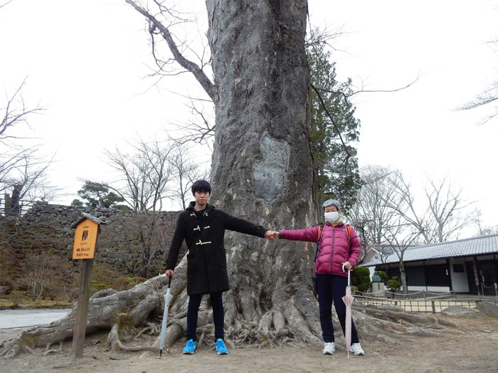 photo：欅の大木　2018.3.19：懐古園