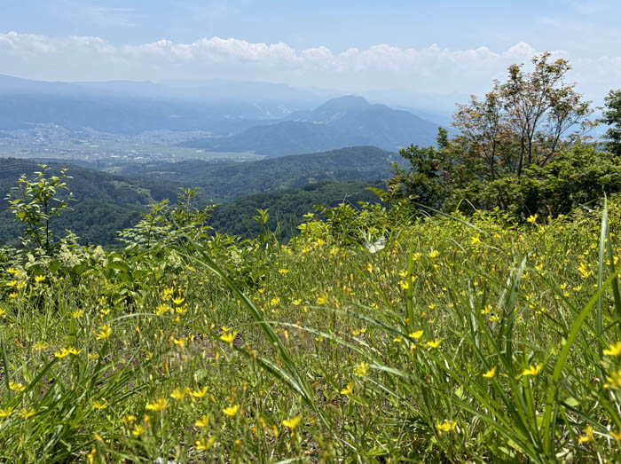 photo：ハナニガナの向こうに高社山：毛無山