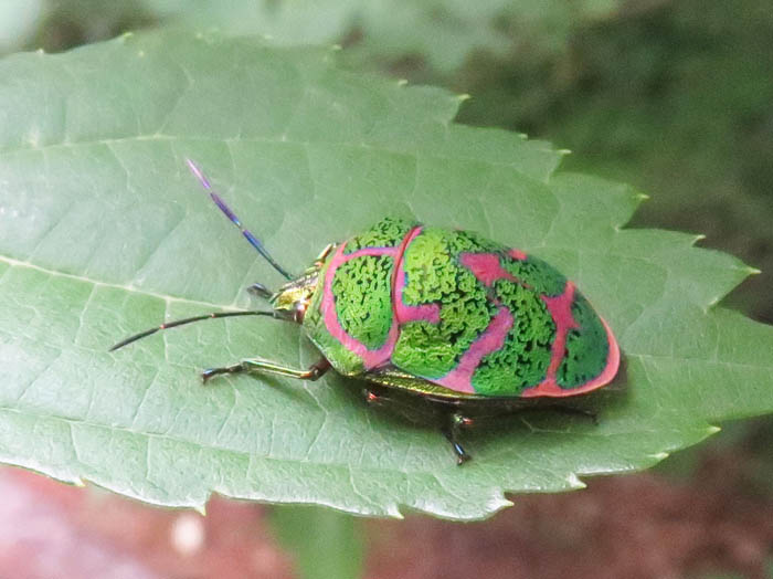 photo：アカスジキンカメムシ：地附山 