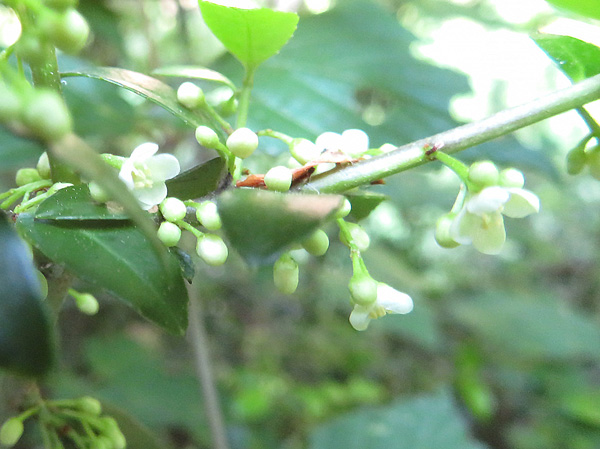 photo・イヌツゲの花