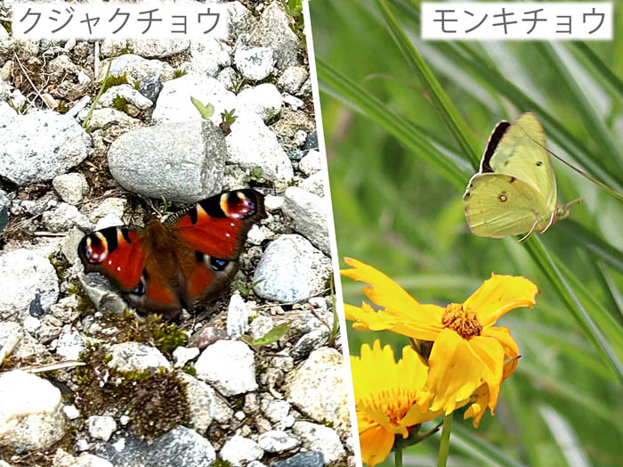 photo：クジャクチョウ,モンキチョウ：飯綱町