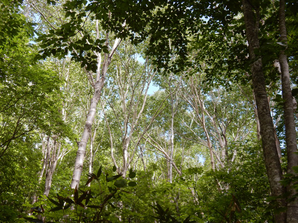 photo・カンバの木々