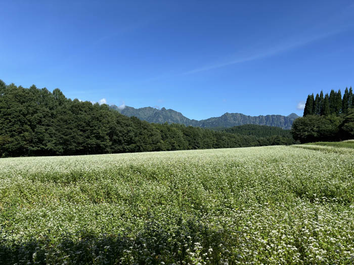 ソバ畑と戸隠高原