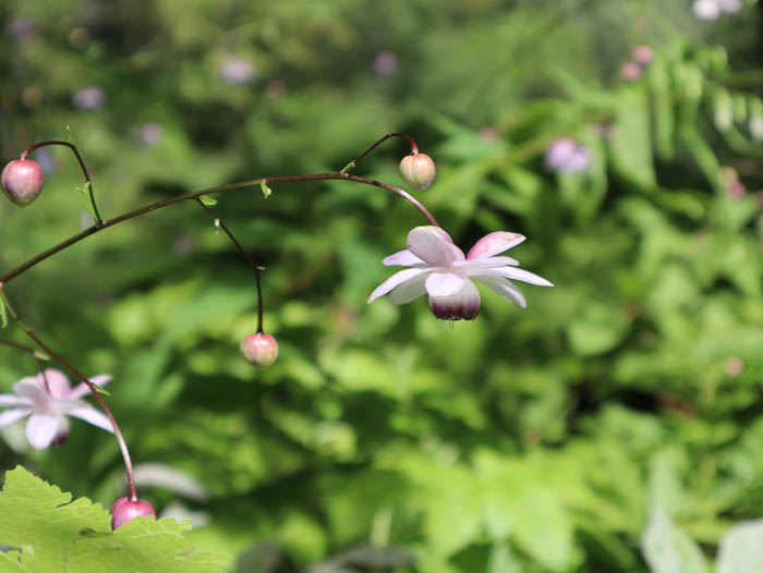 レンゲショウマ：戸隠森林植物園