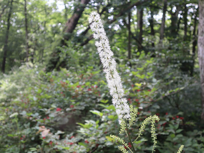 サラシナショウマ：戸隠森林植物園