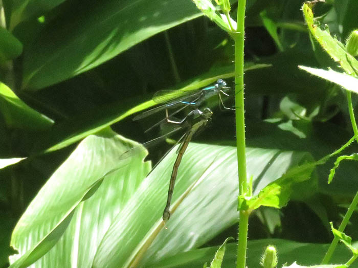 アオイトトンボ：戸隠森林植物園