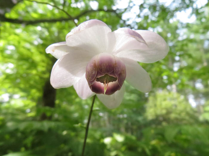 レンゲショウマ：戸隠森林植物園