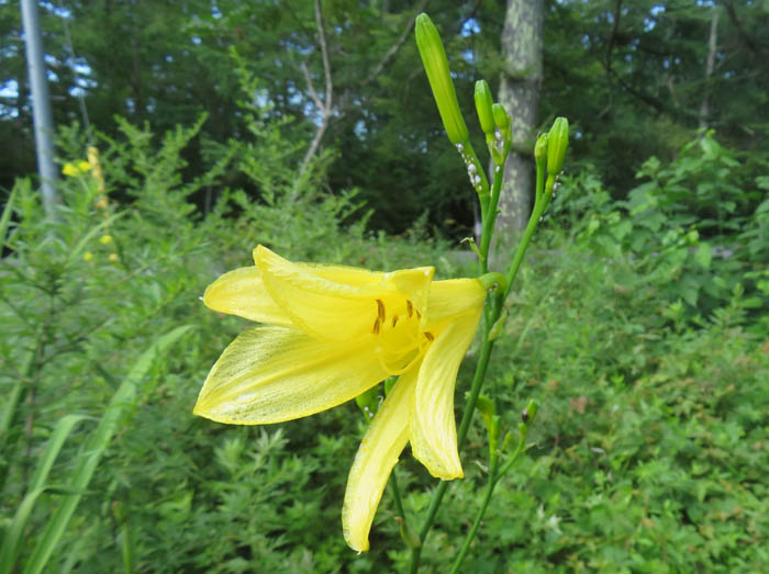 photo：ユウスゲの花：一の鳥居苑地 