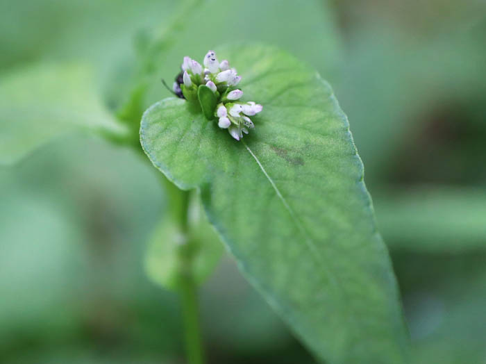 photo：タニソバ：戸隠森林植物園 