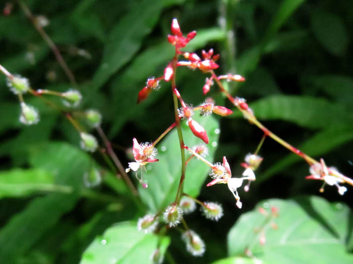 photo：タニタデ：戸隠森林植物園