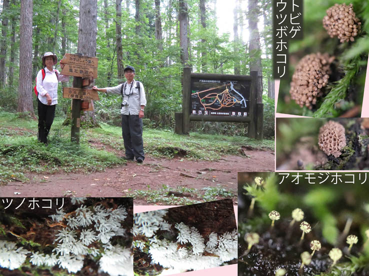 photo：トビゲウツボホコリ,アオモジホコリ,ツノホコリ：戸隠森林植物園 